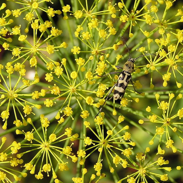 2500 BOUQUET DILL Anethum Graveolens Herb Flower Seeds