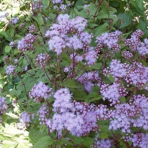 100 PURPLE MISTFLOWER (Hardy or Wild Ageratum) Eupatorium Coelestinum Flower Seeds