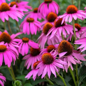 1000 PURPLE CONEFLOWER Echinacea Purpurea Heirloom Flower Herb Seeds image 4