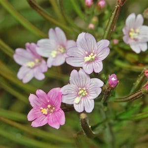 100 CINNAMON WILLOWHERB Eastern Purpleleaf Epilobium Coloratum Flower Seeds