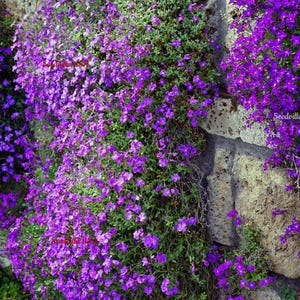 thumbnail image 2 of Seed Empire Rock Cress Purple Aubrieta Deltoidea – 2,000 Bulk Seeds 2 of 5
