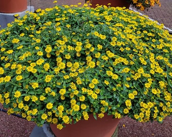 150 YELLOW CREEPING ZINNIA Sanvitalia Procumbens Seeds