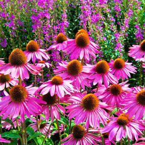 Seedville USA – 25 Bright Star Coneflower Seeds – Echinacea Purpurea, Lavender Rose Pink