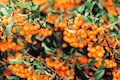 100 SEABERRY Sea Buckthorn Elaeagnus Hippophae Rhamnoides Orange Berry Fruit Shrub Yellow Flower Silver Foliage Seeds