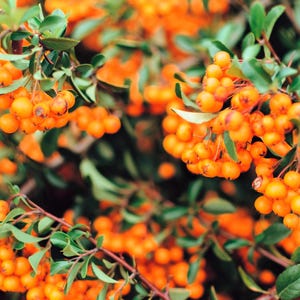 100 SEABERRY Sanddorn Elaeagnus Hippophae Rhamnoides Orange Beere Frucht Strauch Gelbe Blume Silber Laub Samen