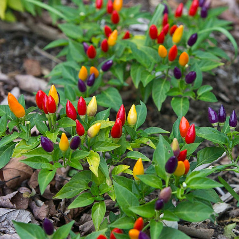 25 BOLIVIAN RAINBOW PEPPER Multi Colored Chili Capsicum Annuum | Etsy