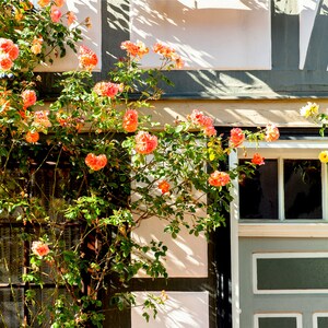 5 ORANGE CLIMBING ROSE Rosa Bush Vine Climber Fragrant - Etsy