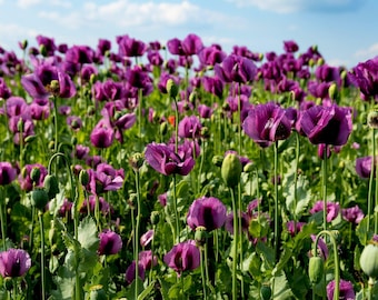 500 LAUREN'S GRAPE POPPY Purple Papaver Somniferum Flower Seeds