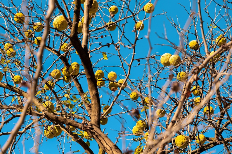 10 HEDGE APPLE Osage Orange Horse Apple Monkey Ball Maclura Pomifera ...