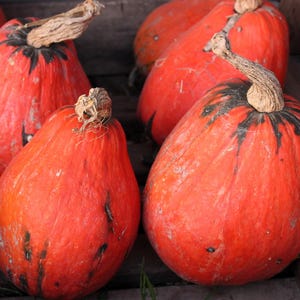 15 LAKOTA SQUASH Cucurbita Maxima Vinterröd Orange Gröna Inhemska Grönsaksfrön