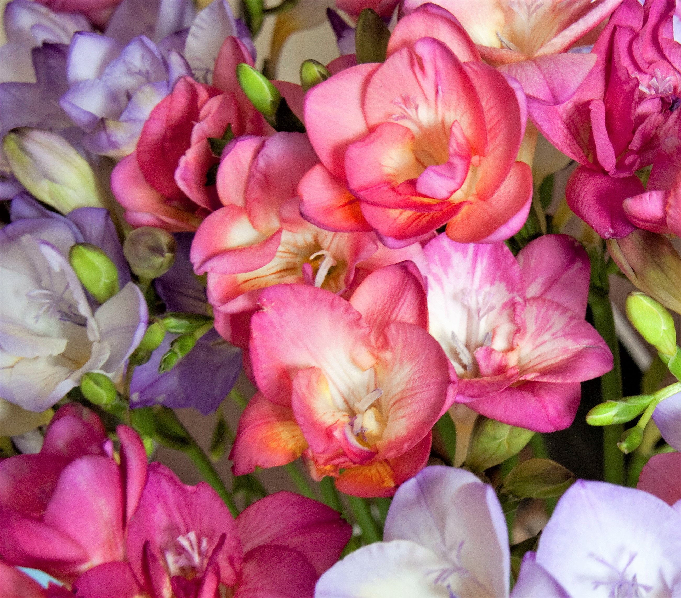 5 ROYAL CHAMPION Mix FREESIA Mixed Colors Pink Blue Purple