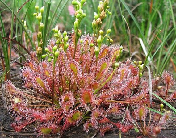 Drosera Felix Genuines Plant Carnivorous carnivores 10 seeds Drosera Felix Genuines Plant Carnivorous carnivores 10 seeds