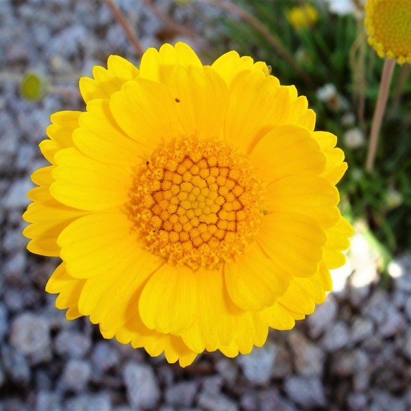 Paper Daisy Flowers Etsy