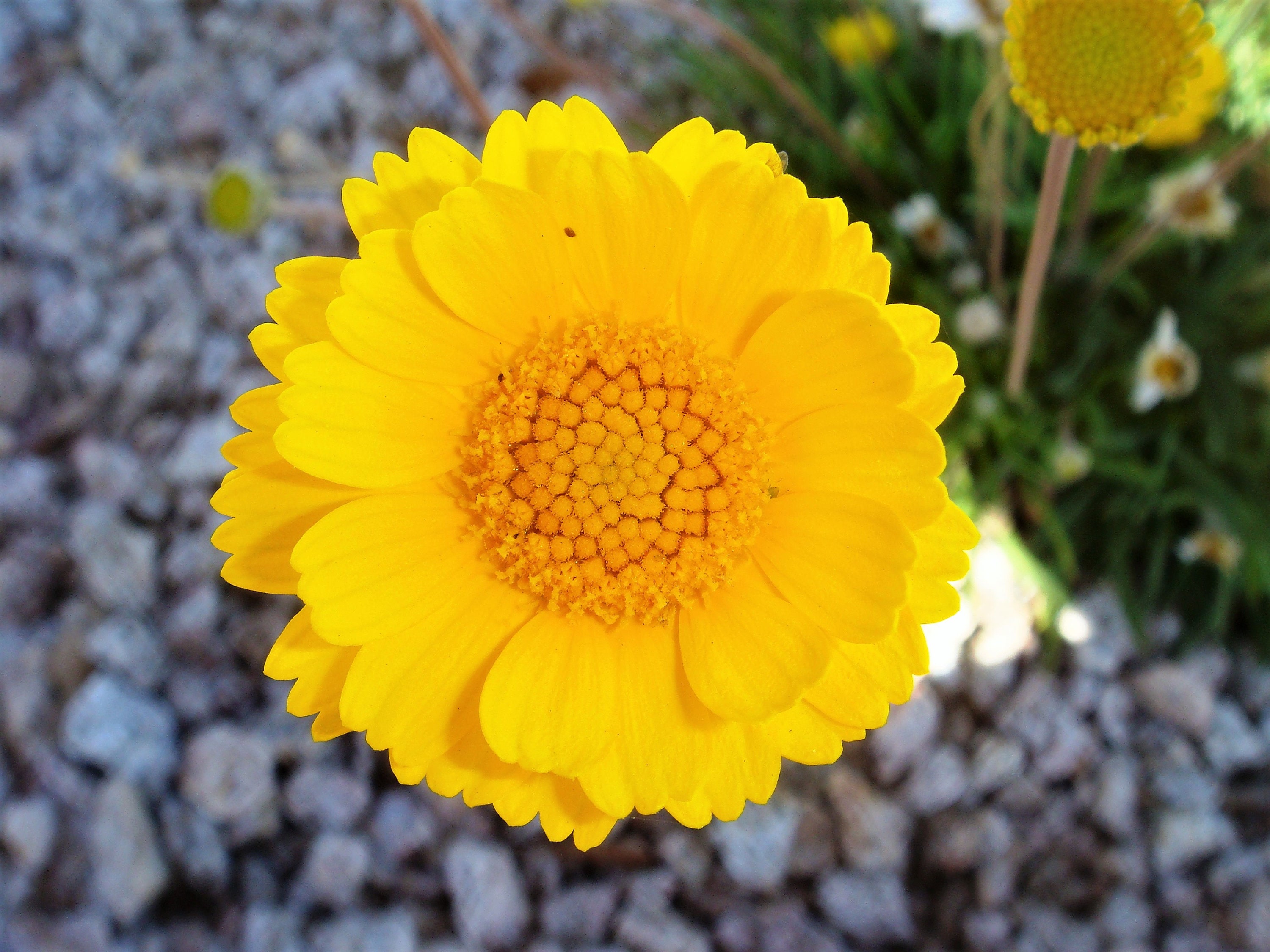 500 Yellow DESERT MARIGOLD Baileya Multiradiata Showy Drought Etsy