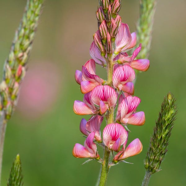 50 PINK SAINFOIN Común Onobrychis Viciifolia Holy Clover Legumbres Cubierta de suelo Semillas de flores forrajeras