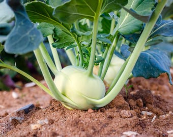 2000 ホワイト ウィーン コールラビ ドイツ カブ / カブ キャベツ Brassica Oleracea 根菜・葉菜種子