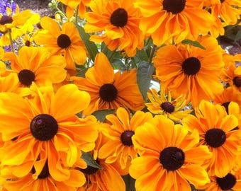 250 Dwarf MARMALADE RUDBECKIA Hirta Golden Orange Black Eyed Susan Gloriosa Daisy Flower Seeds *Flat S/H