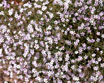 50 Light Pink TUNIC FLOWER Coat Flower Petrorhagia Saxifraga Saxifrage Seeds