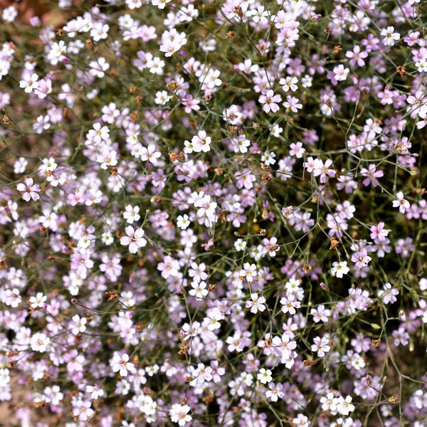 50 Semillas de flor de túnica rosa claro Flor de abrigo Petrorhagia Saxifraga Saxifrage