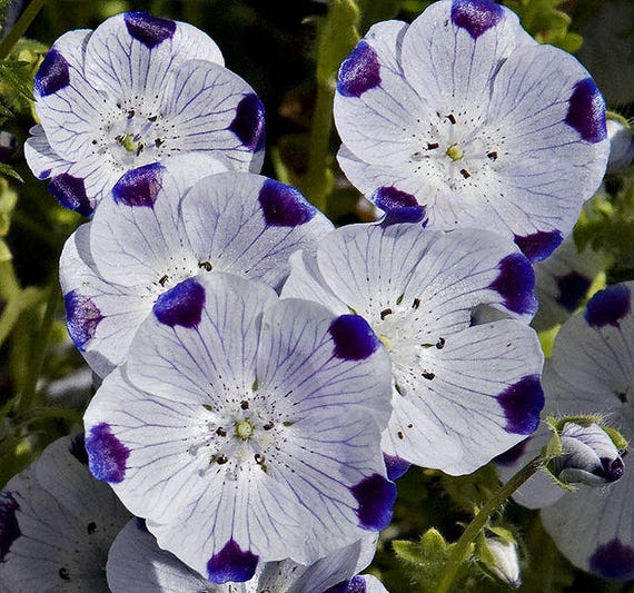 750 Five Spot Nemophila Maculata Flower Seeds Etsy 750 Five Spot Nemophila Maculata Flower Seeds Etsy