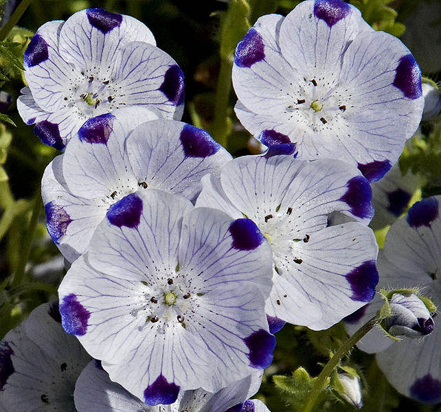 750 Five Spot Nemophila Maculata Flower Seeds Etsy