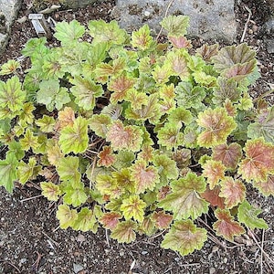 50 HEUCHERA Americana CORAL BELLS Dale&#39;s Strain American Alumroot Flower Seeds