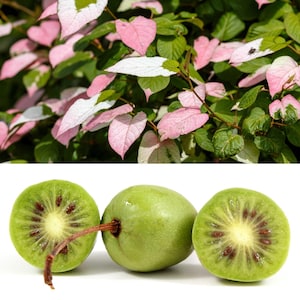 flower stem plant 38