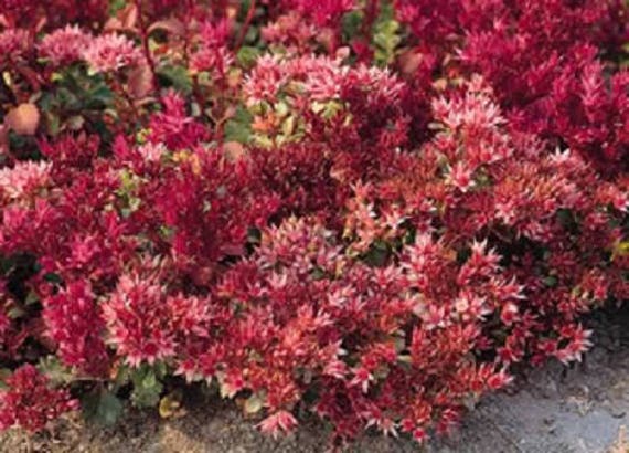 50 Red Dragons Blood Sedum Stonecrop Sedum Spurium Flower Etsy