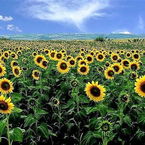 75 MAMMOTH GREY Stripe SUNFLOWER Helianthus Annuus Flower Seeds