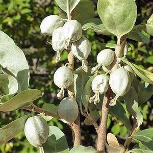 10 AMERICAN SILVERBERRY Elaeagnus Commutata aka Wolf Willow Wolfberry Wild Olive Berry Fruit Shrub Seeds