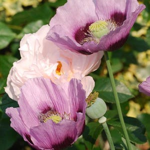 1000 SINGLE LILAC POPPY Papaver Somniferum Purple Heirloom Flower Seeds