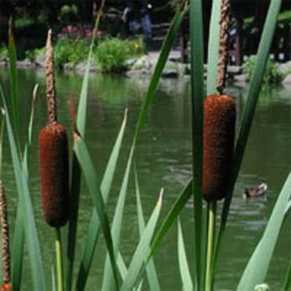Cattail Gift Tags