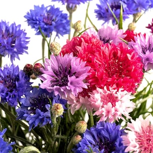 1000 Mixed BACHELORS BUTTON CORNFLOWER Centaurea Seeds