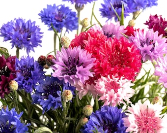 1000 Graines de BLEUET BACHELORS BUTTON Centaurea