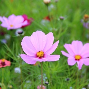 300 DWARF PINK COSMOS Cosmos Bipinnatus Flower Seeds image 6