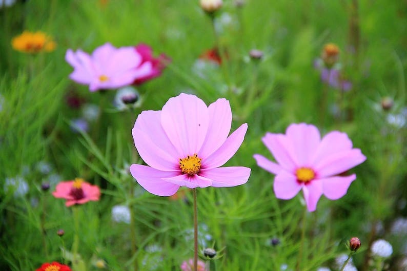 300 DWARF PINK COSMOS Cosmos Bipinnatus Flower Seeds image 6