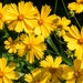 see more listings in the Perennial Flower Seeds section