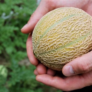 100 Minnesota Midget Cantaloupe Melon (Cucumis Melo Reticulatus) Frön *Platfrakt