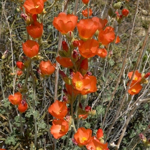 アプリコットデザートグローブマロウ（アオイ科、学名：Sphaeralcea Ambigua）の花の種子20個