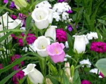 100 MIXED CANTERBURY BELLS - Crown Mix Campanula Medium Flower Seeds *Comb S/H