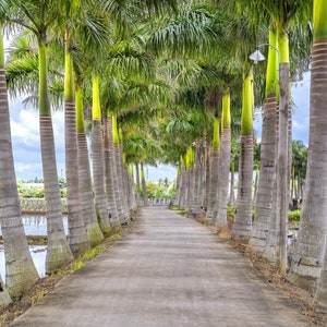 10 Florida ROYAL PALM Roystonea Regia Tree Houseplant Seeds