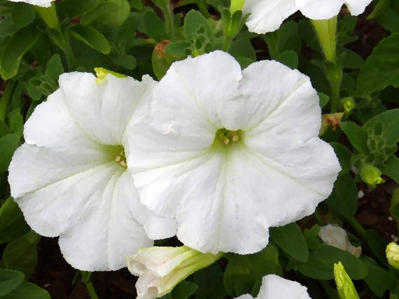 100 WHITE PETUNIA Grandiflora Flower Seeds Gift /& Comb S//H