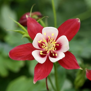 25 CRIMSON STAR COLUMBINE Red & White McKana's Giant Aquilegia Flower Seeds