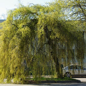 50 SILVER WEEPING BIRCH Tree White European Betula Pendula Alba Seeds Comb S/H image 4