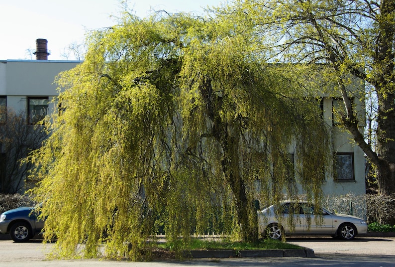 50 SILVER WEEPING BIRCH Tree White European Betula Pendula Alba Seeds Comb S/H image 4