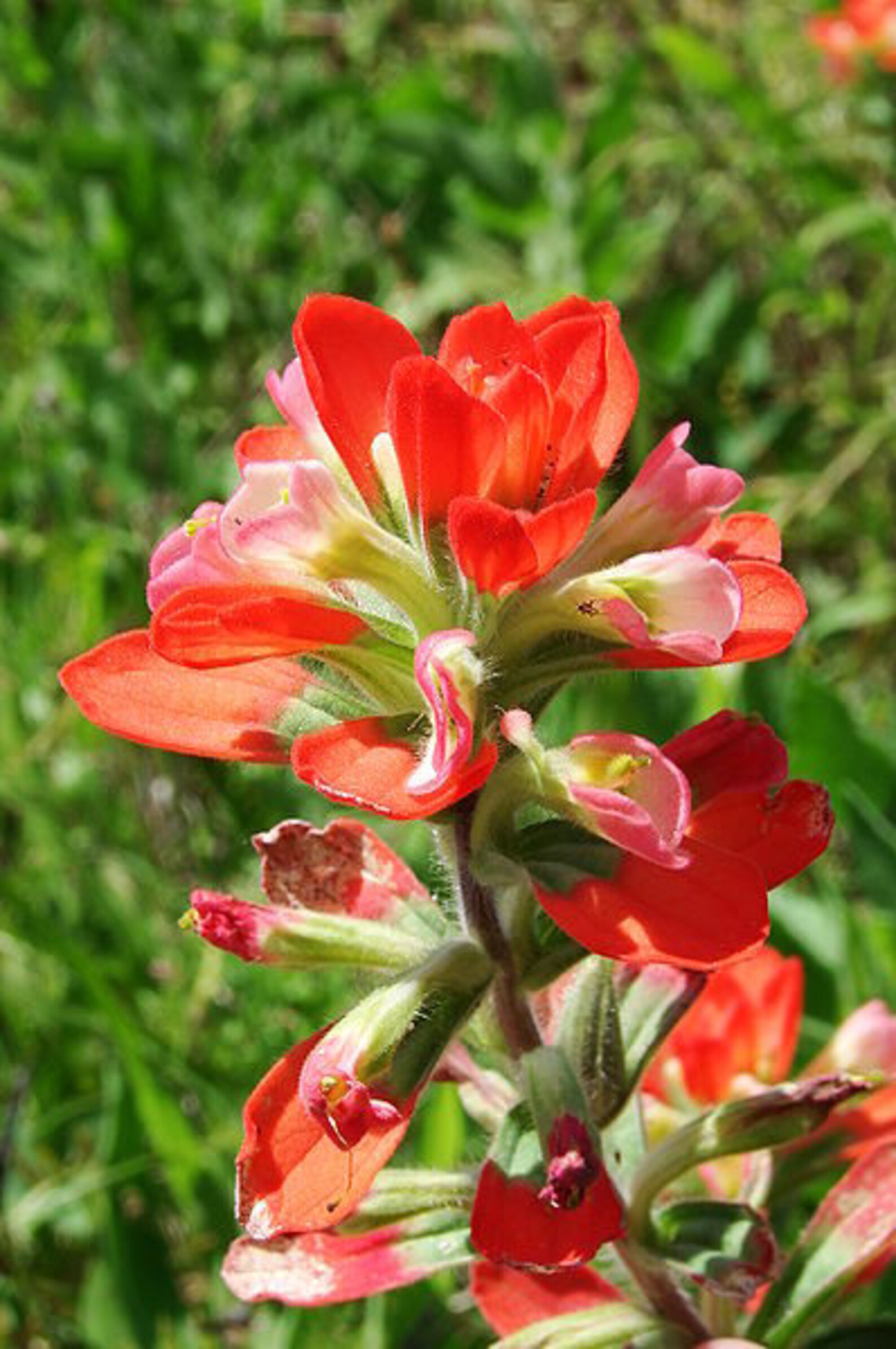 50 Red INDIAN PAINTBRUSH Castilleja Indivisa Flower Seeds - Etsy