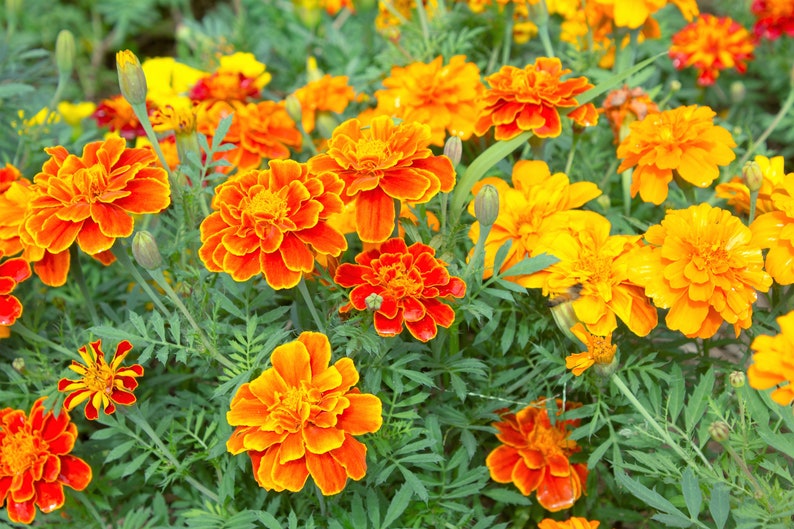 400 FRENCH MARIGOLD SPARKY Mixed Colors Calendula Orange Etsy