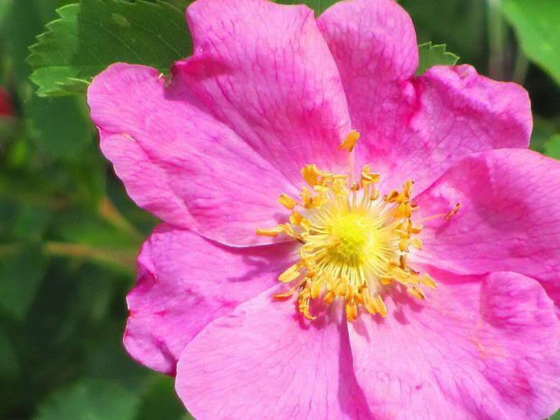 15 PRAIRIE ROSE Bright Pink Arkansas Rosa Arkansana Flower | Etsy