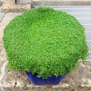 1 g 27.500 BULK KORSIKANISCHE MINZE Mentha Requienii Duftende Hern-Bodendeckerblume 1 Gramm Samen