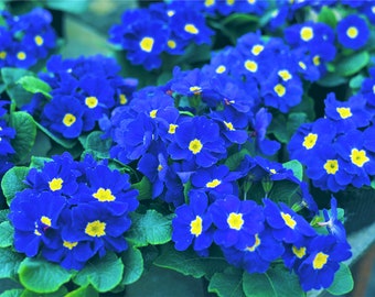 15 Accord BLUE ENGLISH PRIMROSE Primula Vulgaris Part Shade Houseplant Flower Seeds